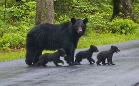 Four Bears Den, Hot Tub, 1089 Of Free Attraction Tickets For Each Paid Day, Dollywood And More