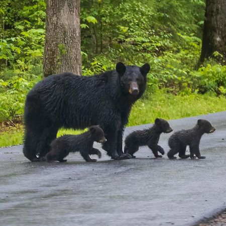 Four Bears Den, Hot Tub, 1089 Of Free Attraction Tickets For Each Paid Day, Dollywood And More Gatlinburg Exterior photo