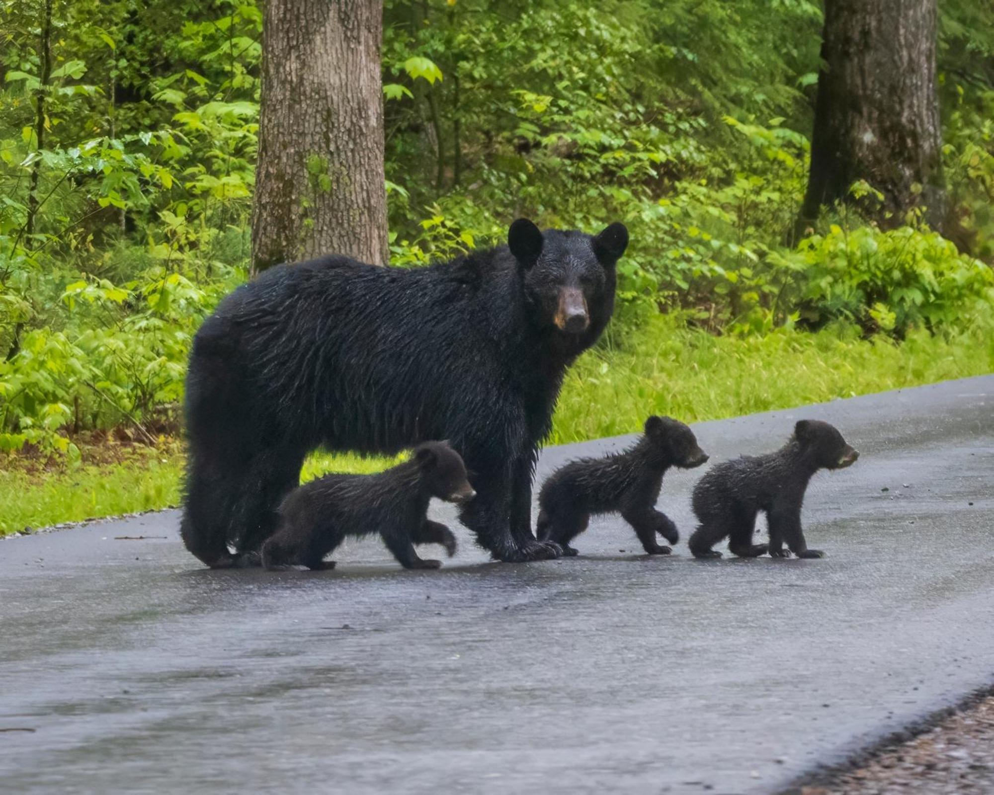Four Bears Den, Hot Tub, 1089 Of Free Attraction Tickets For Each Paid Day, Dollywood And More Gatlinburg Exterior photo